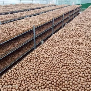 [Haute qualité] Noix de macadamia saines avec coquille brute, taille 22-25 mm, collation nutritive, emballées en pot de 500 g pour une consommation directe - Product Image 6