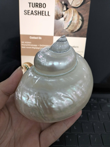 Conjunto de Conchas Marinas Decorativas Turbo para Bodas en la Playa y Decoración de Eventos Tropicales, Fabricante de Vietnam - Product Image 6