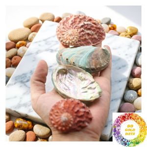 Coquille d'ormeau naturelle pour l'artisanat, la décoration en mosaïque, les projets faits main, découpe sur mesure et conception de produits créatifs - Product Image 3