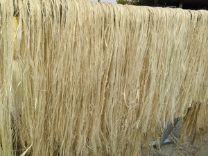 เส้นใยกล้วยแห้งความแข็งแรงสูงสำหรับการทอเชือกและการผลิตตะกร้า - Product Image 2