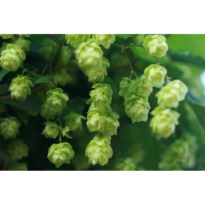 Houblon cru de qualité supérieure, ingrédient végétal à base de plantes, avec une qualité fiable et des caractéristiques naturelles fraîches - Product Image 1