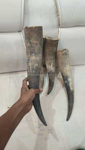 ฮอร์นดื่มแบบดิบดิบสไตล์สัตว์แกะสลักยาว15ถึง17นิ้ว - Product Image 6