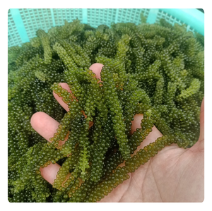 Producto de Exportación Destacado: Uvas de Mar Deshidratadas al por Mayor, Caviar Verde 2026 - Product Image 4