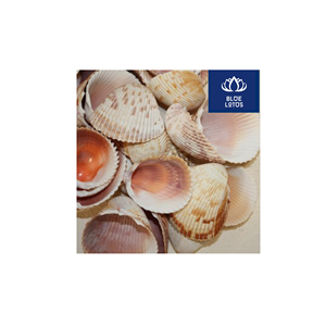 Conchas Marinas Ecológicas de Alta Calidad, Seguras y Limpias, Ideales para Decoración de Paredes y Centros de Mesa, Venta Directa - Product Image 1