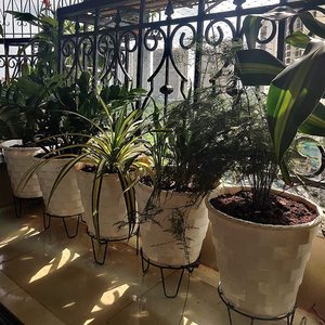 Support de pot de fleurs en métal noir, pieds ronds robustes, support pour plante (20 cm, lot de 8), support décoratif pour pot de fleurs d'intérieur - Product Image 6