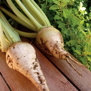 Blettes Sucrées Produits Agricoles de Qualité Assurée Idéales pour le Traitement et les Applications Industrielles - Product Image 1