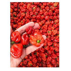 Proveedor a Granel de Pimientos Habaneros Frescos Premium, Exportador de Chiles Extra Picantes para Compradores Internacionales e Industria Alimentaria - Product Image 6
