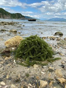 Uvas de Mar Deshidratadas Naturales, Suministro a Granel para Compradores Internacionales, Vietnam - Product Image 5