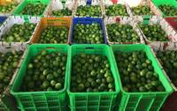 Citron en gros du Vietnam fruits frais sans pépins citron vert lime produit agricole du Vietnam norme d'exportation vers Dubaï