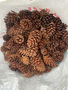 Piñas de Pino Secas Naturales de Vietnam para Decoración Navideña, Hacer Coronas, Adornos para Árboles, Centros de Mesa, Manualidades y Venta al por Menor - Product Image 6