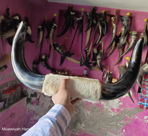 Cornes de peau de boeuf montées Corne de boeuf faite Décoration murale montée en buffle Accessoires de décoration intérieure de luxe Corne de boeuf Décoration murale montée - Product Image 4