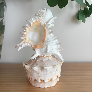 Natural seashell lampshade real nautical sea shell <b>night</b> <b>light</b> table lamp for bedroom accent - Product Image 4
