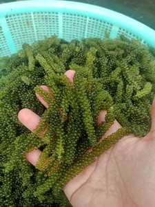 Uvas de Mar Deshidratadas, Producto de Exportación Popular, Algas Secas Naturales de Vietnam - Product Image 3