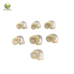 เปลือกหอยมุกเทอร์โบสีเขียวตกแต่ง พรีเมียม ธรรมชาติ สำหรับตกแต่งบ้านริมชายฝั่ง ตู้ปลา และงานแต่งงาน - Product Image 3