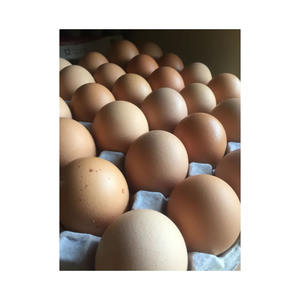 Huevos de Gallina Marrones de Primera Calidad, Proveedor al por Mayor, Huevos Frescos de Granja, Exportador Directo de Fábrica para Comercio Global - Product Image 4
