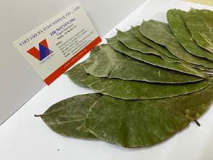 GROS FEUILLES DE SOURSOP SÉCHÉES/FEUILLES DE GRAVIOLA SÉCHÉES/ORIGINE DU VIETNAM // Kevin - Product Image 4