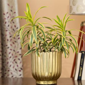 กระถางต้นไม้ทองเหลืองตกแต่งสไตล์โมเดิร์นสำหรับตกแต่งภายในและภายนอกอาคารจากผู้ผลิตในอินเดียสำหรับการส่งออกจำนวนมาก - Product Image 2