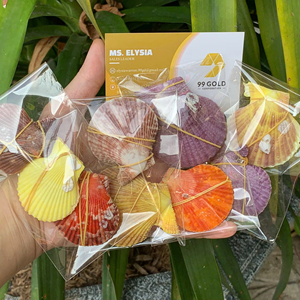 เปลือกหอยสังข์หลากสีธรรมชาติ ทำความสะอาดและขัดเงา ของตกแต่งจากเปลือกหอยทะเล โรงงานเวียดนาม ขายส่งจำนวนมาก เปลือกหอยทริทัน - Product Image 1