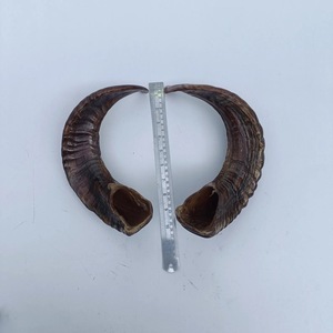 Par de Cuernos de Carnero Gigantes, Cuernos Naturales Crudos de Gran Tamaño para Decoración y Manualidades, Alta Calidad - Product Image 1