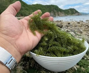 Uvas de Mar Orgánicas Premium |   Uvas de Mar de Marca Privada OEM |   Caviar Verde a Precio de Fábrica - Product Image 6