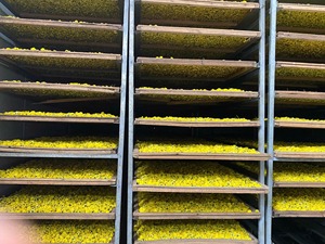 ดอกเบญจมาศแห้ง ดอกเดซี่แห้ง ชาสมุนไพรออร์แกนิก ดอกเบญจมาศแห้ง นำเข้าจากเวียดนาม ปี 2026 - Product Image 5