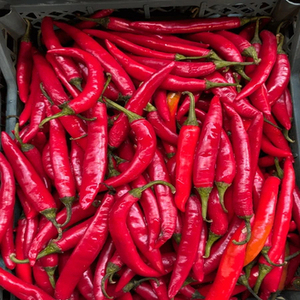 Chiles Rojos Enteros Indios de Alta Calidad de la Nueva Cosecha con un Color Rojo Intenso y Empaque a Granel Confiable - Product Image 1