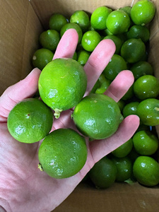 Citron vert frais entier, mûr, sans pépins, qualité supérieure, récolte vietnamienne, stockage à froid, durée de conservation de 30 à 45 jours - Product Image 3