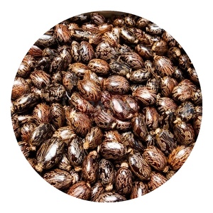 เมล็ดละหุ่ง (Ricinus communis) แบบเมล็ดเต็ม นำเข้าจากอินเดีย ขายส่งจำนวนมาก - Product Image 1