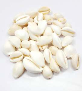 Cowrie <b>Shell</b> Vietnam Factory Natural Seashell Bulk Supply for Jewelry <b>Bracelet</b> Necklace and DIY Craft - Product Image 1