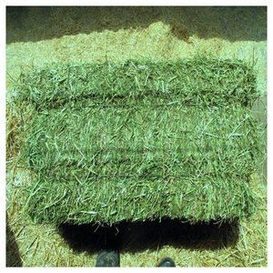 Top-quality Grade a Alfalfa Hay in Bales and Pellets with Moisture 2% and 2 Year Shelf Life for Horse and Cattle Feed - Product Image 4