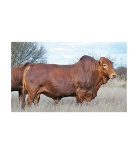 Ganado Africano en Venta |   Raza de Ganado Bovino Premium para Cría y Suministro al por Mayor - Product Image 4