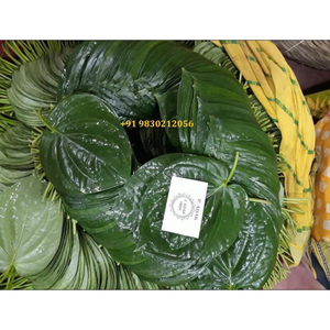 Hojas de betel verdes indias de alta calidad utilizadas para la preparación de paan y ceremonias religiosas a precio de oferta. - Product Image 5