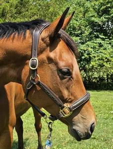 Licol Anatomique Rembourré en Kraft Équestre de Qualité Supérieure Élégant Équipement en Cuir et Nylon Anglais avec Surpiqûres Fantaisie Écologique pour Cheval - Product Image 3