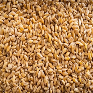 Semillas de Trigo Duro Secas con Grano Limpio y Uniforme, Ideales para Suministro de Semillas Agrícolas, Aplicaciones de Molienda y Producción de Pasta - Product Image 5