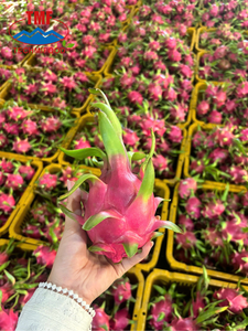 Fresh Vietnamese Dragon Fruit Sweet Tropical Fruit for Export and Wholesale Market - Product Image 1