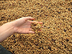 Granos de Café Verde Robusta Origen Vietnam Procesado con Miel Roja Premium Criba 16 Nueva Cosecha Cultivo Común Grado 40kg Bolsa de Yute - Product Image 2