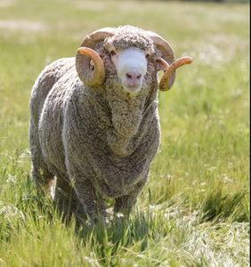 Wholesale Merino Sheep for Commercial <b>Wool</b> Production and Livestock Farms - Product Image 5
