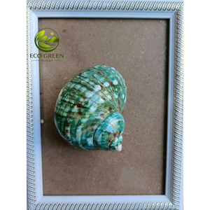 Conchas Marinas Decorativas de Lujo con Acabado Verde Iridiscente para Decoración Costera de Spas y Resorts, Proveedor Mayorista de Vietnam - Product Image 3