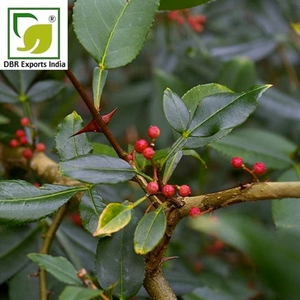 High Quality Zanthoxylum <b>Essential</b> <b>Oil</b> for Soap Making Candle and Cosmetic Formulations - Product Image 3