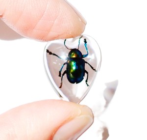 Escarabajo de Hoja Brillante, Espécimen Real, Cabujón de Plástico en Forma de Corazón 17x21 mm, Base Plana Transparente para Manualidades y Joyería - Product Image 6