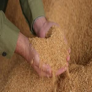 อาหารสัตว์จากกากถั่วเหลืองคุณภาพพรีเมียมสำหรับไก่ สุกร และโค จัดส่งรวดเร็ว ในราคาโรงงานที่แข่งขันได้ - Product Image 1