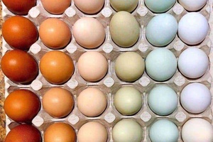 Huevos de gallina con cáscara marrón al por mayor - Product Image 2
