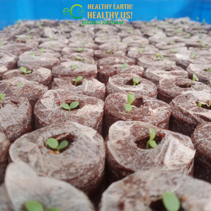 ECO2GO Vietnam - Discos Redondos de Fibra de Coco Comprimida con Malla de 35 mm a 42 mm para Germinación de Semillas e Hidroponía - Product Image 4