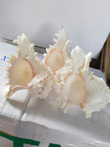 Coquille de Murex Ramose blanchie naturellement Chicoreus Ramosus en vrac pour hôtels et complexes hôteliers de luxe - Macy - Product Image 3