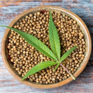 Graines de chanvre riches en nutriments pour la consommation humaine, vente en gros, riches en protéines, superaliments végétaliens, emballage en vrac disponible - Product Image 3