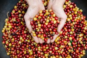 Best Price Culi Green <b>Coffee</b> <b>Beans</b> Specialty Grade Raw <b>Beans</b> for <b>Coffee</b> Manufacturers Top Selling Vietnam Green <b>Coffee</b> <b>Beans</b> - Product Image 3