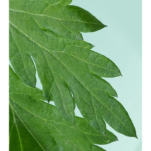 Vengo da corea wort femminile lavare il lavaggio delle donne di alta qualità per l'igiene intima - Product Image 2