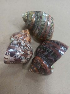 Concha de Nautilus con Cámaras, Concha Marina Natural Premium al por Mayor para Decoración del Hogar, Coleccionismo y Regalos - Product Image 3