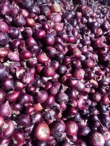 Chất Lượng Cao Màu Đỏ Hành Tây Cây Trồng Mới Ai Cập Màu Đỏ Tươi Hành Tây Giá Tốt Tự Nhiên Khỏe Mạnh Màu Đỏ Hành Tây Bán Buôn - Product Image 3