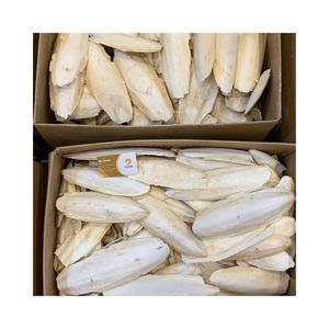 Premium Natural High Quality Dried Cuttlefish Bone for Animal/Pet/Bird/Aquaculture Feed GMO-Free Bulk Wholesale Vietnam Supplier - Product Image 2